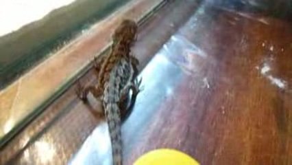 pogona 2