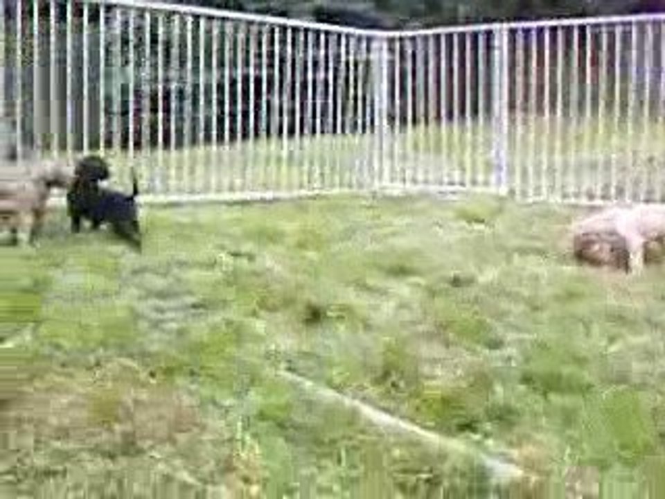 Afghanenwelpen im Garten