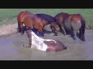 Fifille, Quetty, Surprise et Sarah le 24 Mai 2009