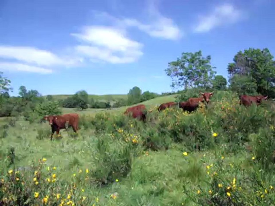 Vaches Salers en Artense