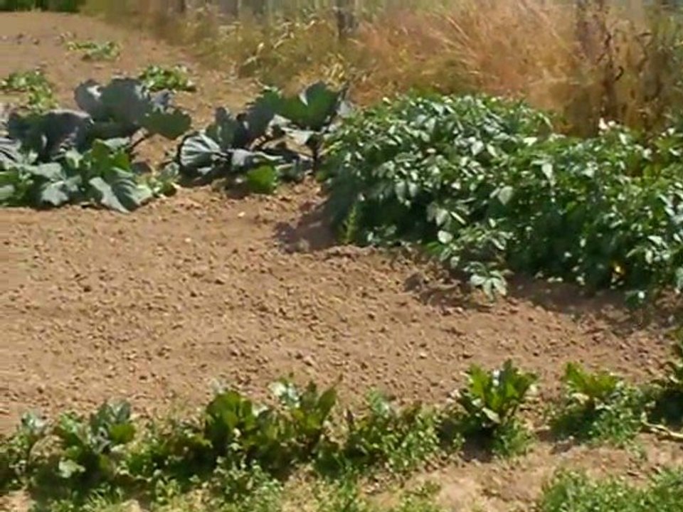 Grandvilliers : saccage aux jardins familiaux