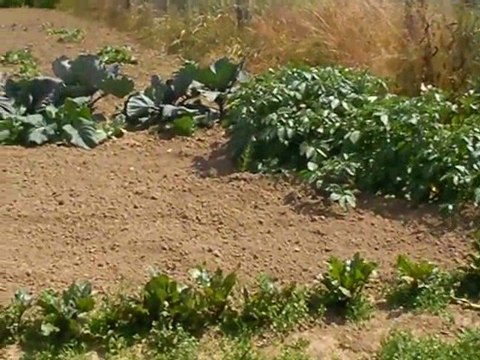 Grandvilliers : saccage aux jardins familiaux