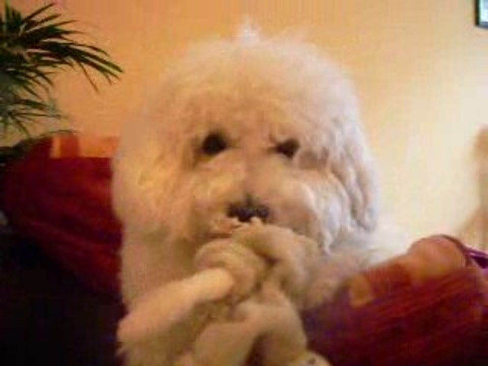 La fête de nounours