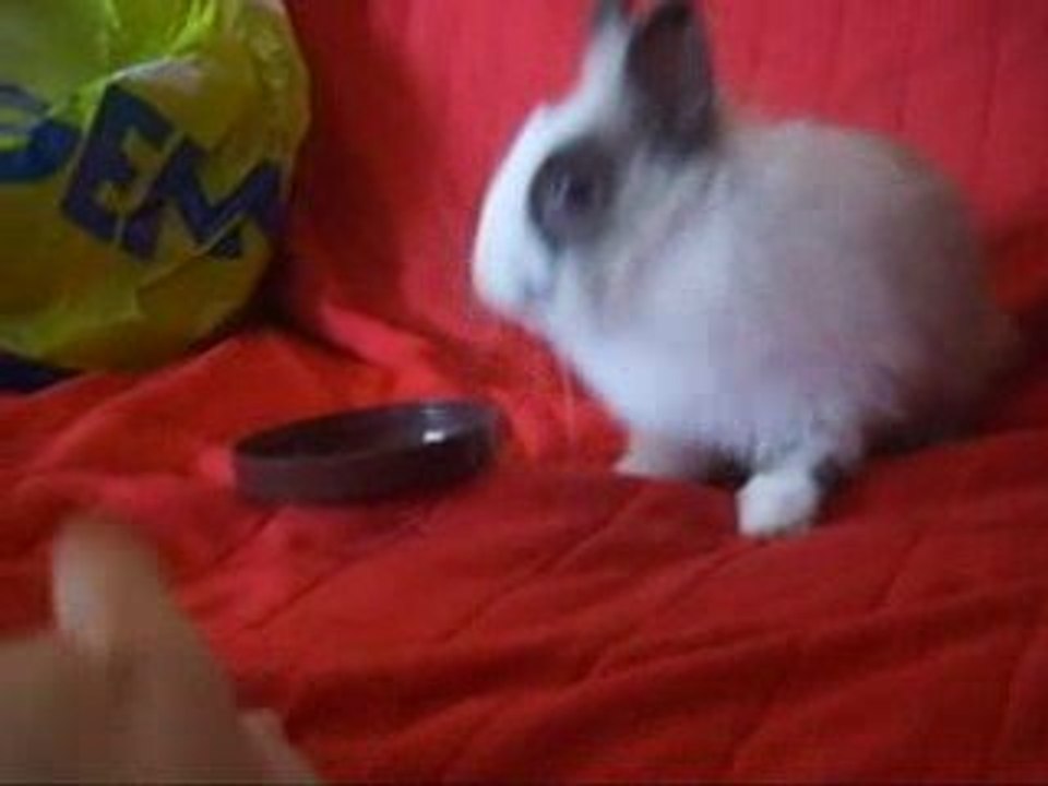 ENZO_COUVERCLE