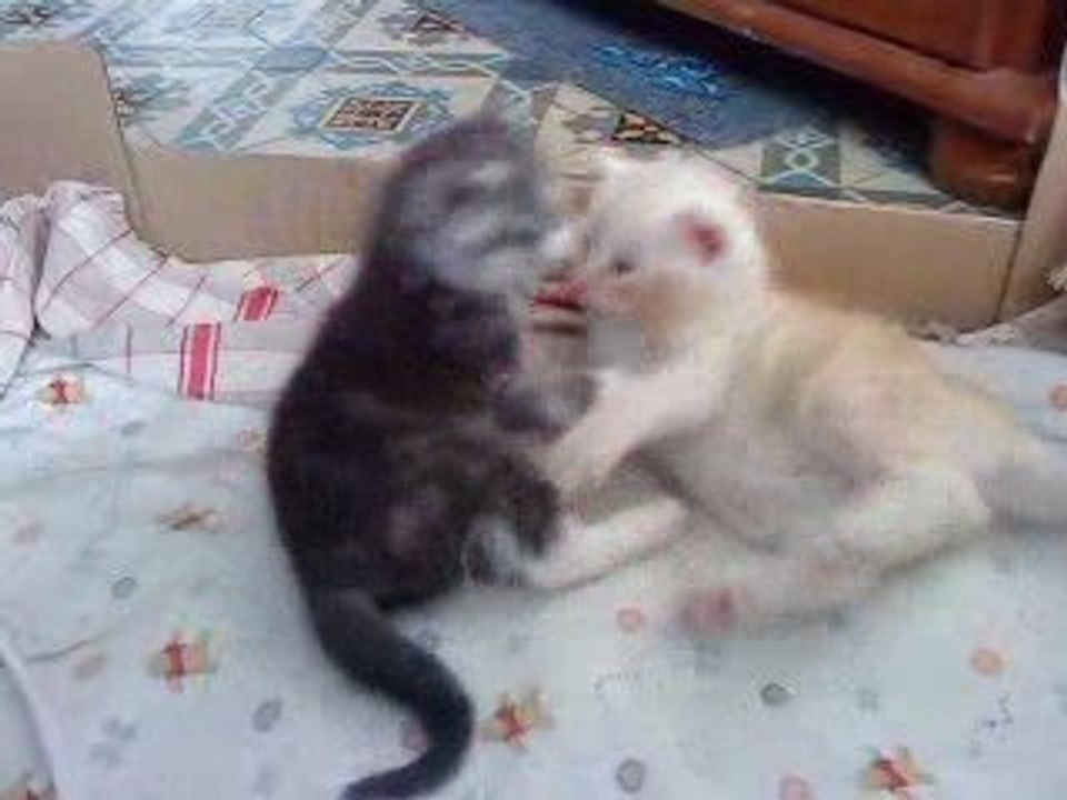 bagarre de chaton