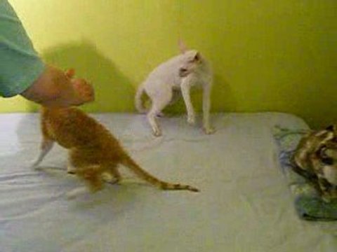 Bagarre chez les joyeux Lutins