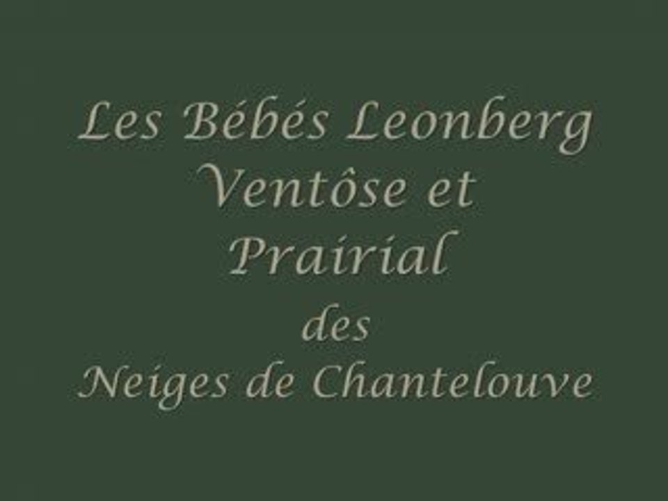 Chiots leonberg des Neiges de Chantelouve