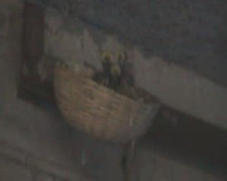 jolies petites hirondelles !!!