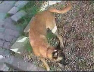 Malinois 18 juin 2009