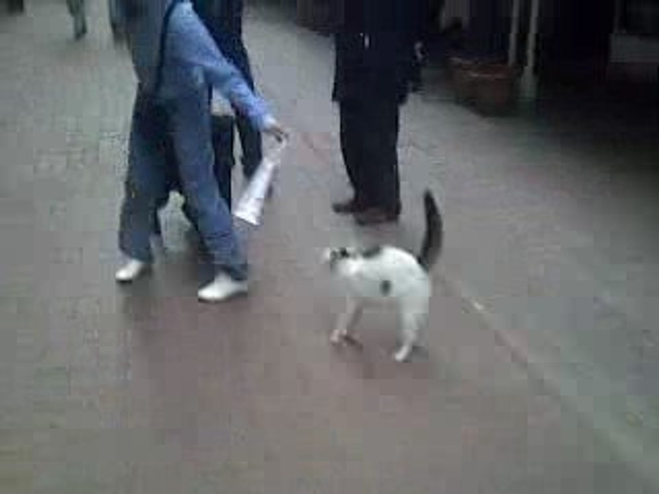 katze vs Hund www.klamm.de/?refid=329704