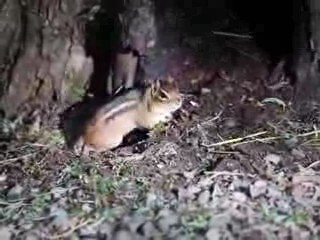 Chipmunk Barking Nature Wildlife