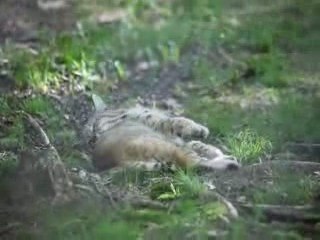 Lazy WV Bobcat laying in grass nature wildlife