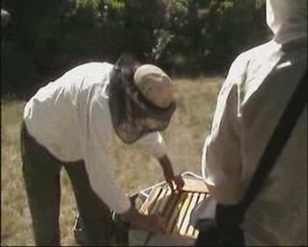 Abeilles et Frelon Asiatique - GDSA