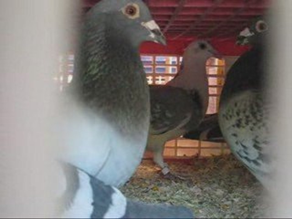 pigeons au repos Zenith PAU