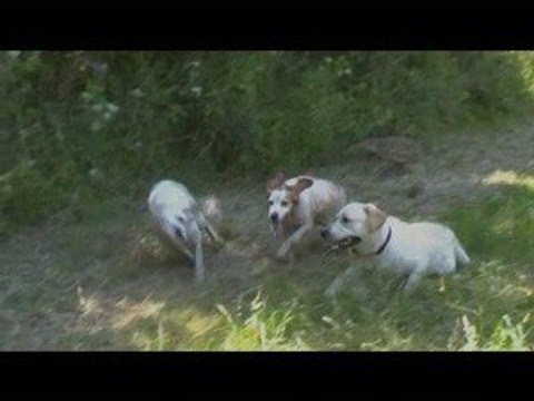 Course de chiens... depart rate et depart reussi