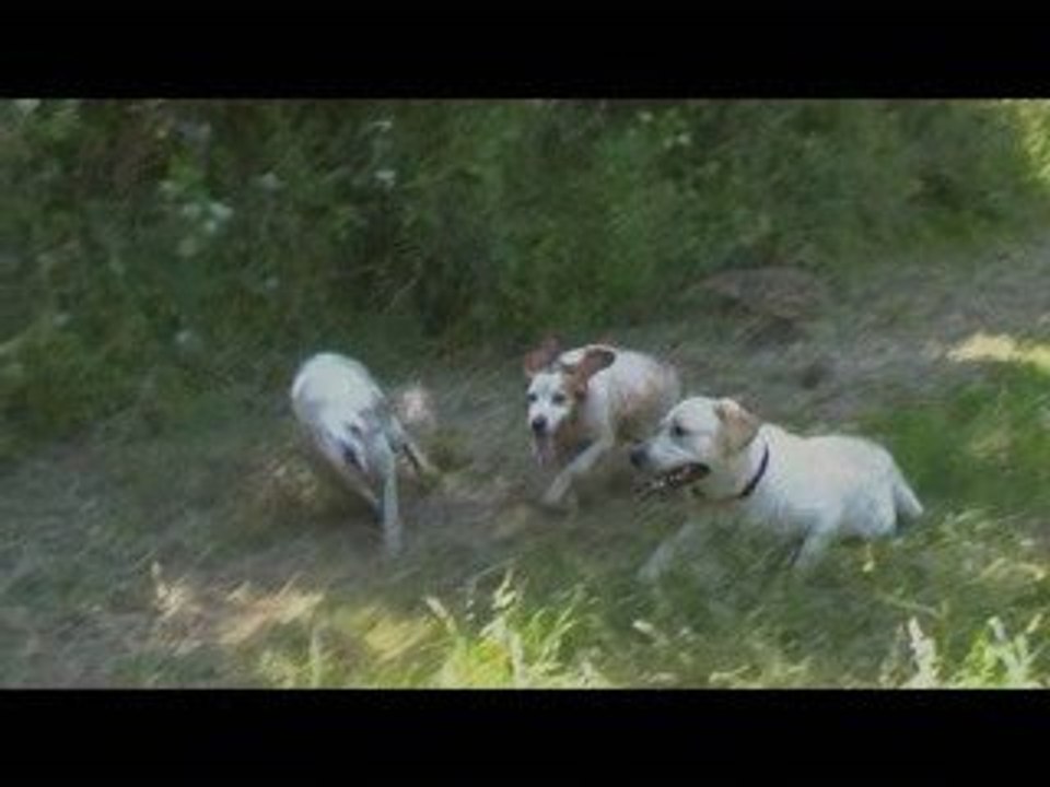 Course de chiens... depart rate et depart reussi