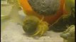 Snails escargots geants ocean
