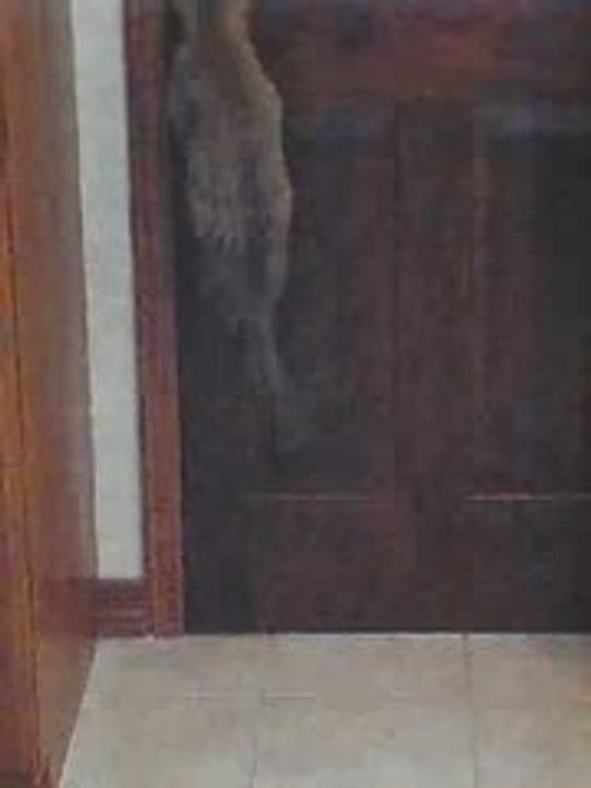 Chat ouvre porte