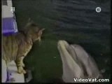Chat/Dauphin la Rencontrent