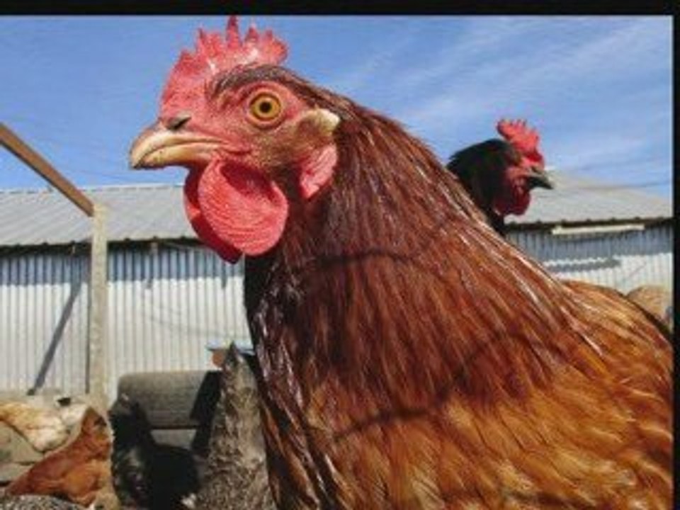 How To Build a Chicken Coop in 3 Days: step-by-step guide