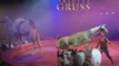 Cirque : Arlette Gruss fait escale à Troyes