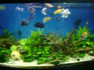 mon aqua avec des syclid�� africain  de couleur