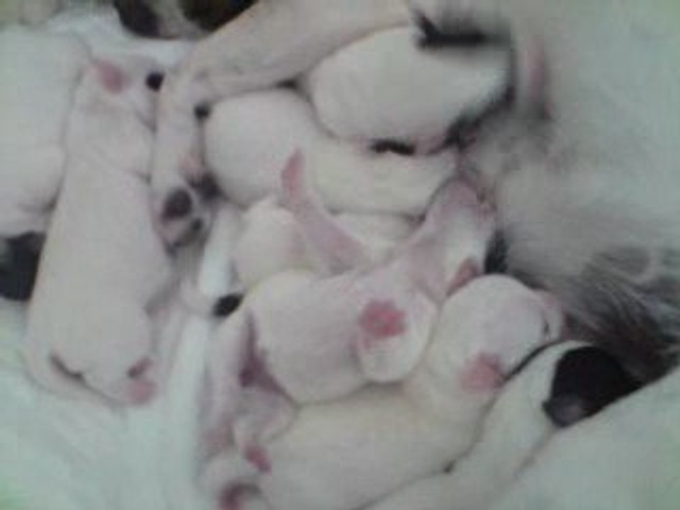 Les chiots de Coré