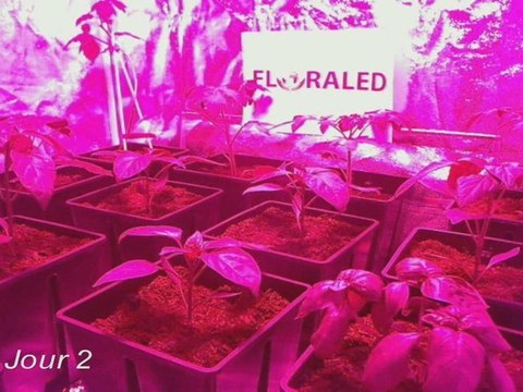 Culture sous éclairage horticole aux LEDs