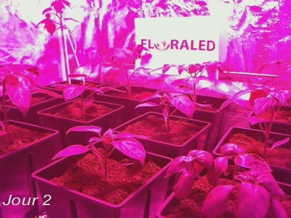 Culture sous éclairage horticole aux LEDs