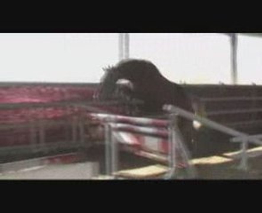 Sibelle de la Treille obstacle en liberté