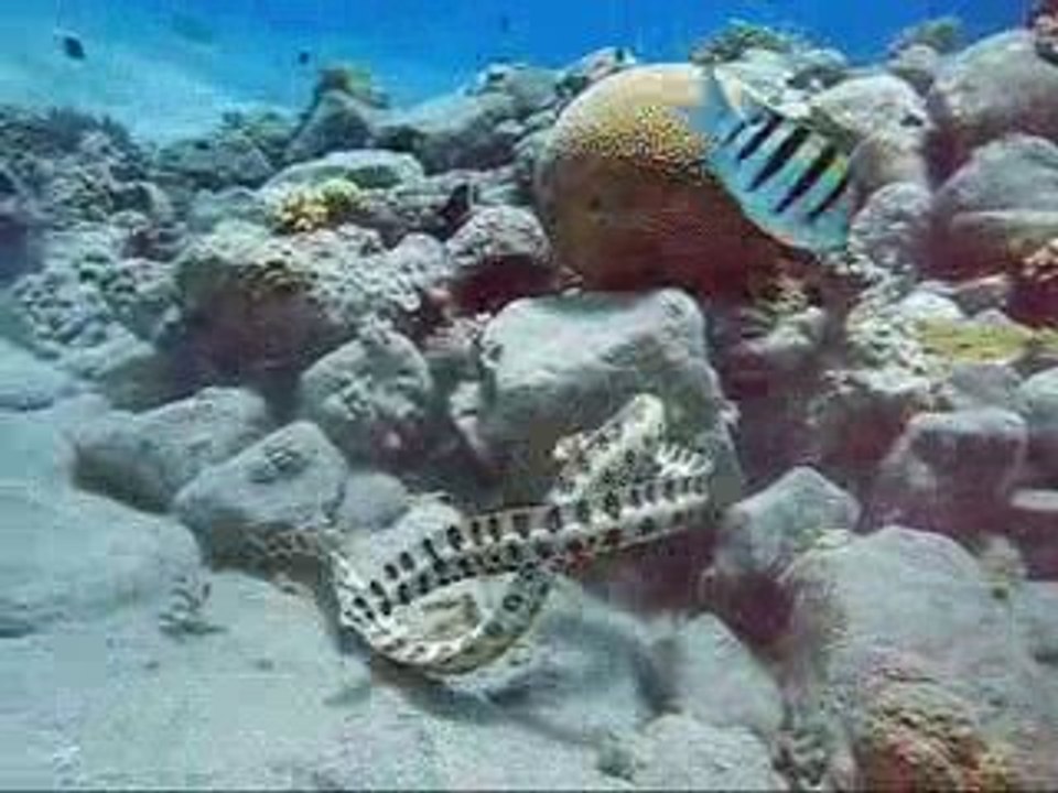 Serpents de mer