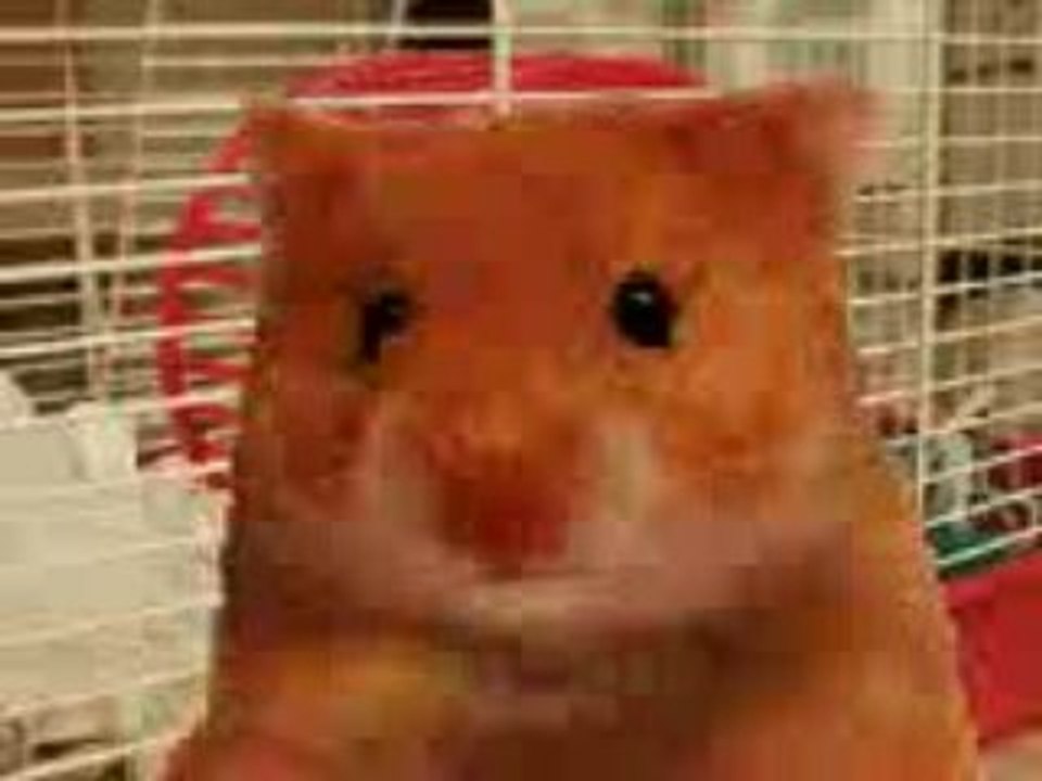 Hamster