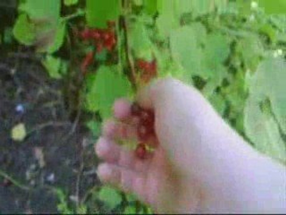 la Chasse aux groseilles 2009