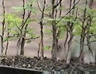 Bonsai Magico - Bunjin - Video 27 - bonsaimagicobunjin.com