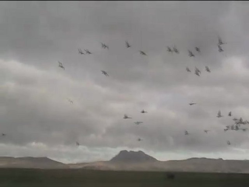 Islande - Vol d'un groupe de cygne - extrait 4ème jour