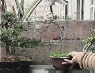 Bonsai Magico - Bunjin - Video 28 - bonsaimagicobunjin.com