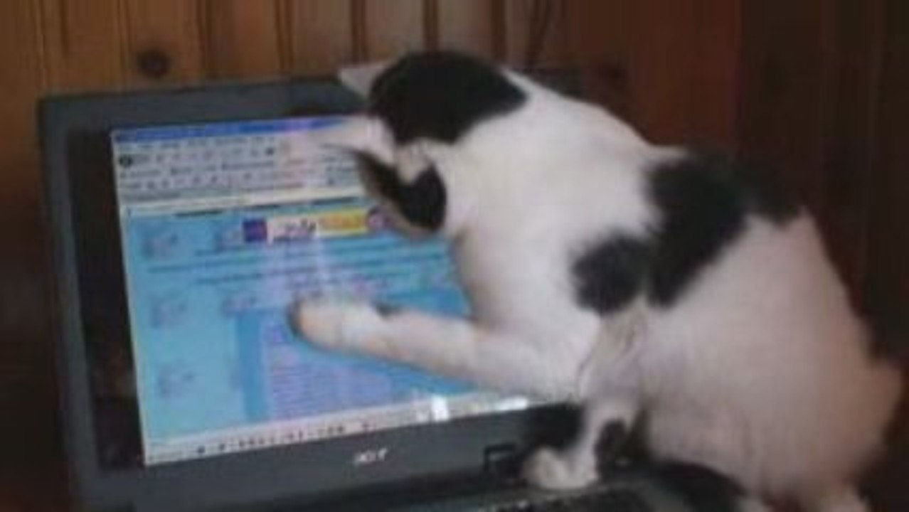 Tino attrape la souris de l'ordinateur