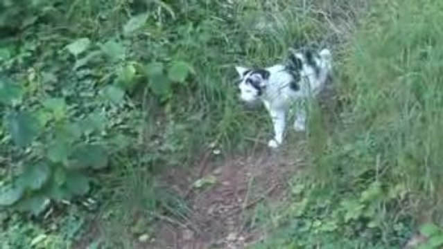 Tino le chat en promenade avec Océane et Baika les chiens