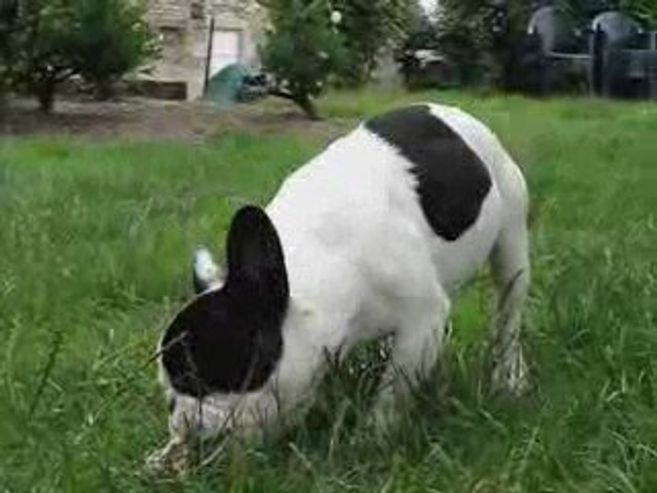 The Dogs