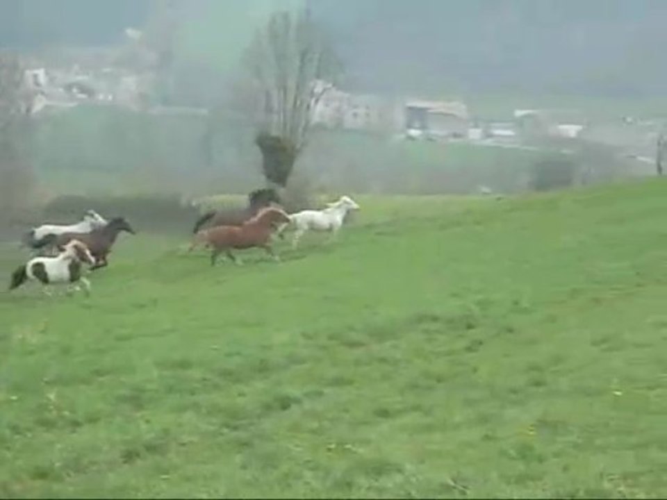 Le carruge retour au pré