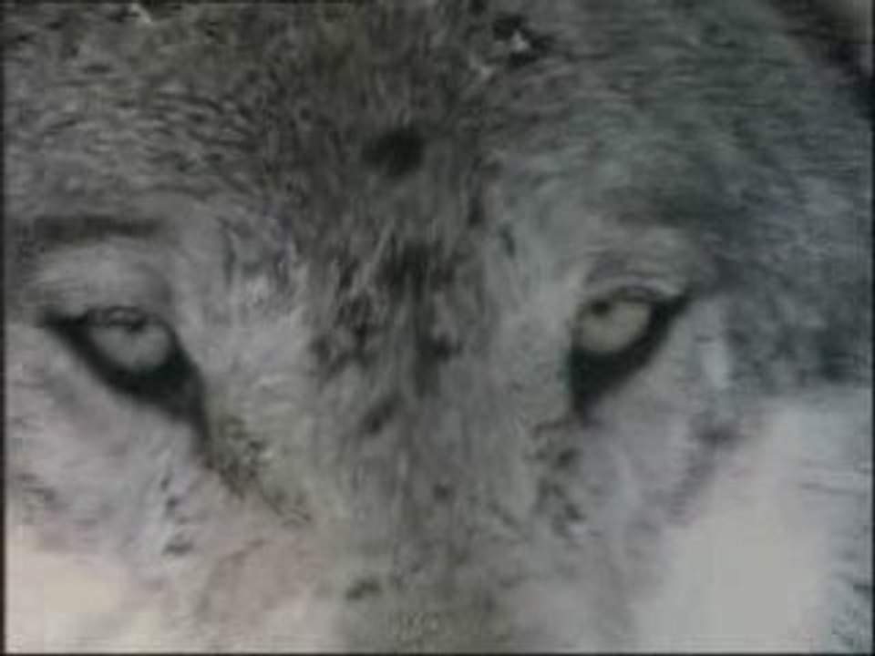 ////////LES  LOUPS////////