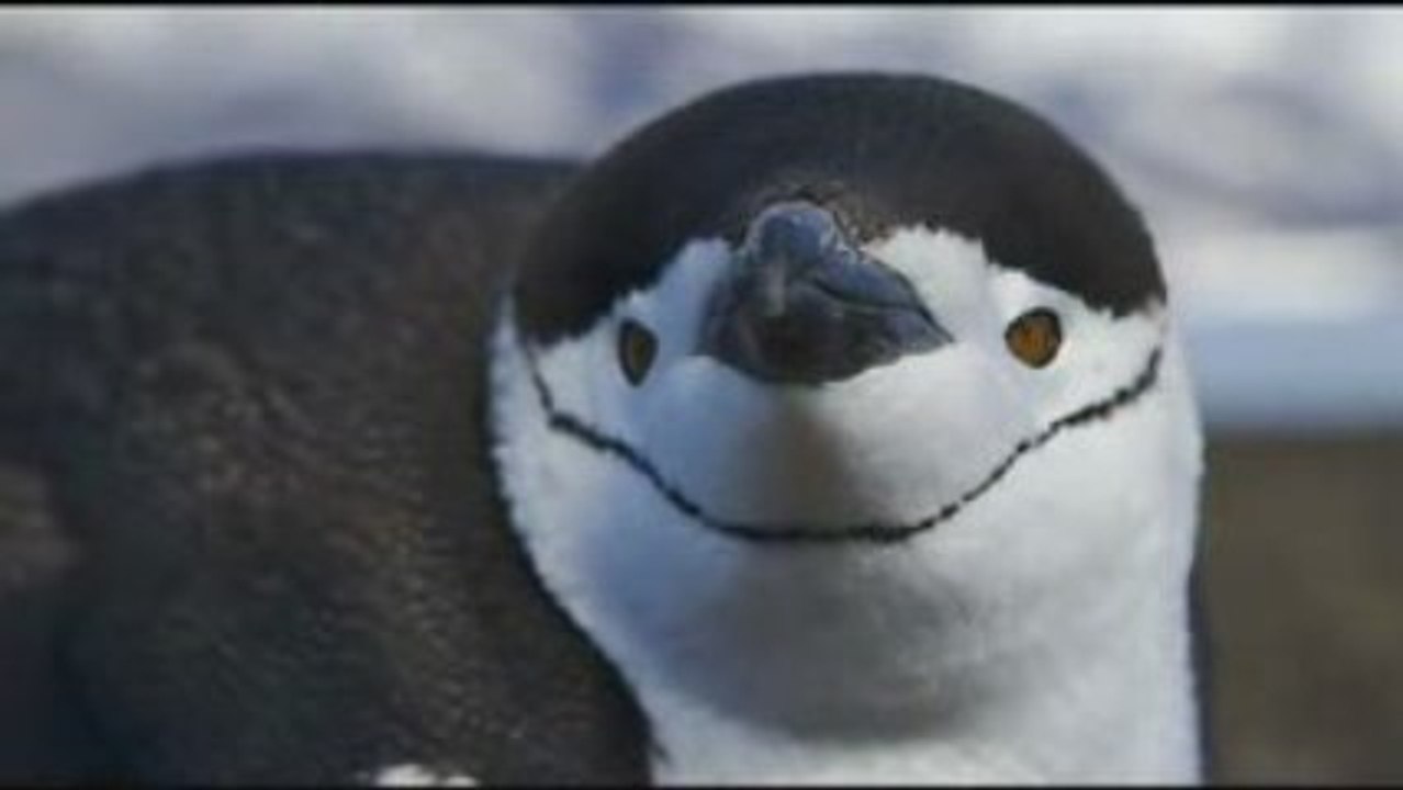 Pinguine