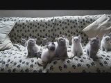 Ridiculous Kittens