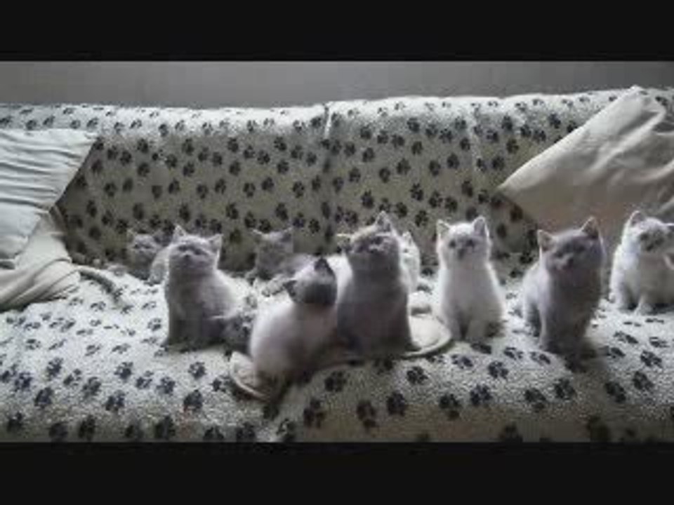 Ridiculous Kittens