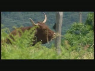 val'lait Salers "le fromage de la vache rouge" (Cantal)