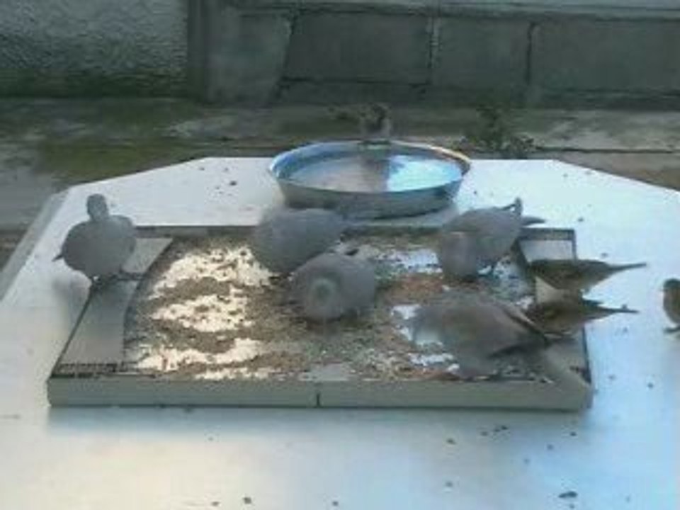 FAIS COMME L' OISEAU de Michel FUGAIN