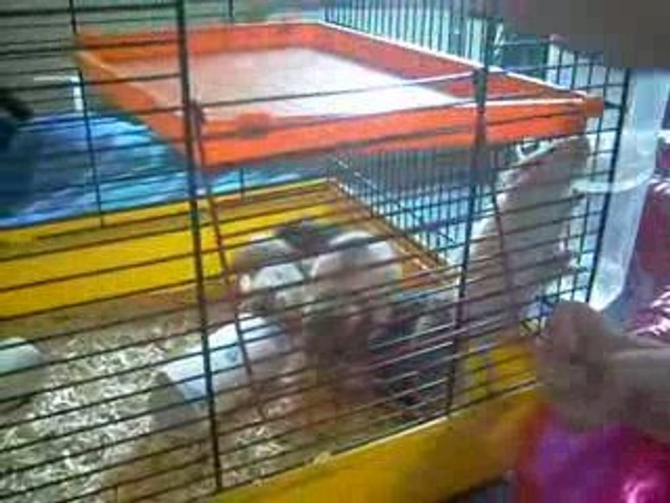 les bibous le 20-06-2009 036