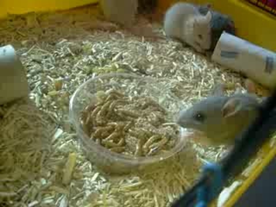 les bibous le 20-06-2009 038