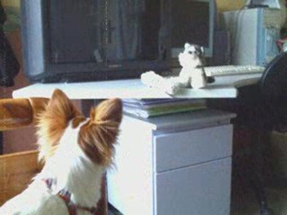 Montage photos de Perle avec une musique amerindienne.