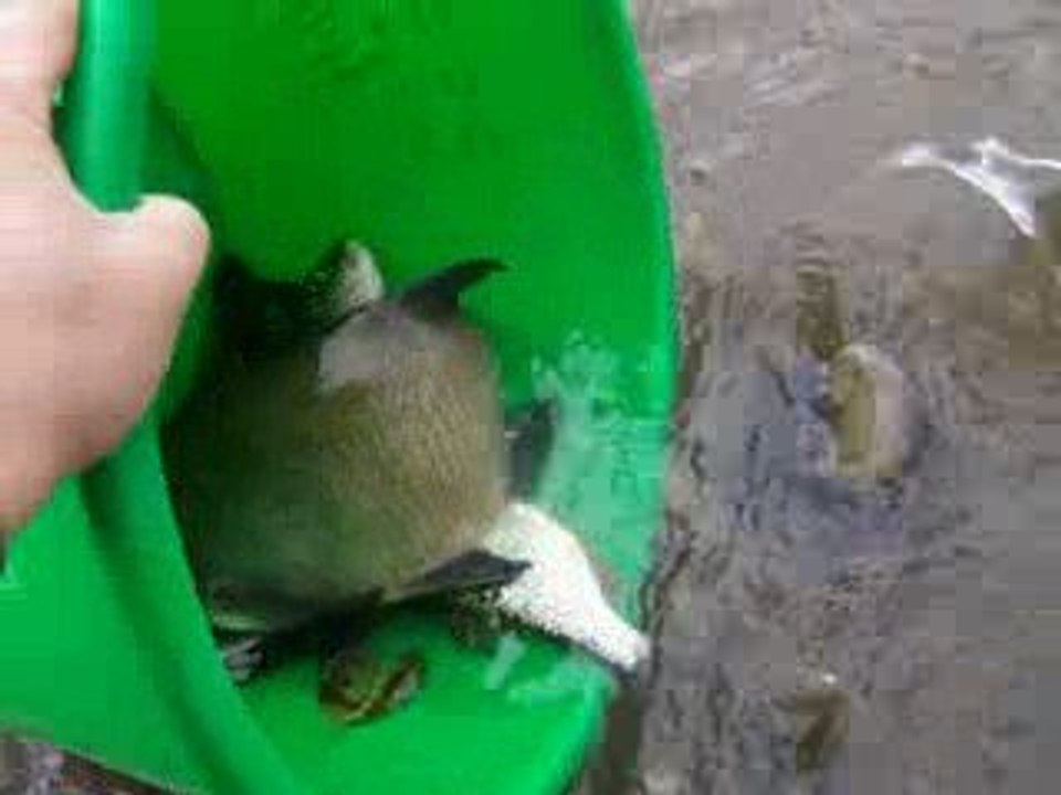 Peche au coup